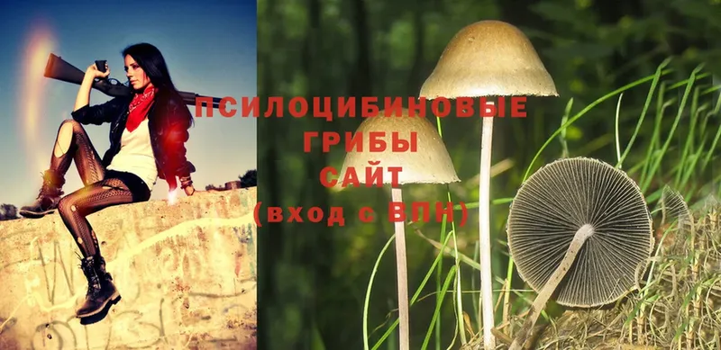 закладка  Дальнереченск  Галлюциногенные грибы Psilocybine cubensis 